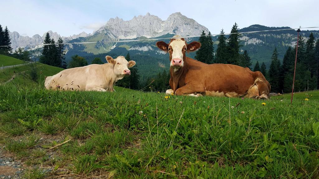 Bauernhof Buchberg Villa Oberndorf in Tirol Buitenkant foto